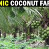 Organic Coconut Farming