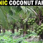 Organic Coconut Farming