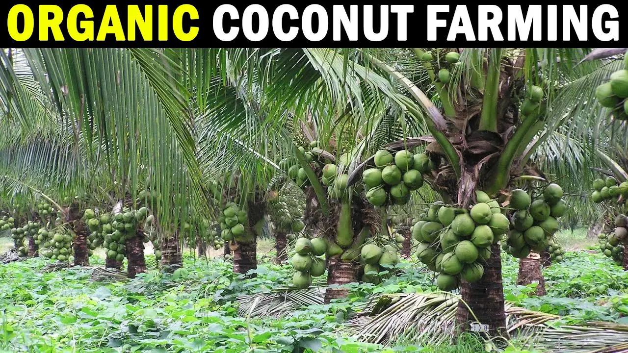 Organic Coconut Farming | Organic Coconut Cultivation