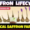 Saffron Lifecycle