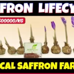 Saffron Lifecycle