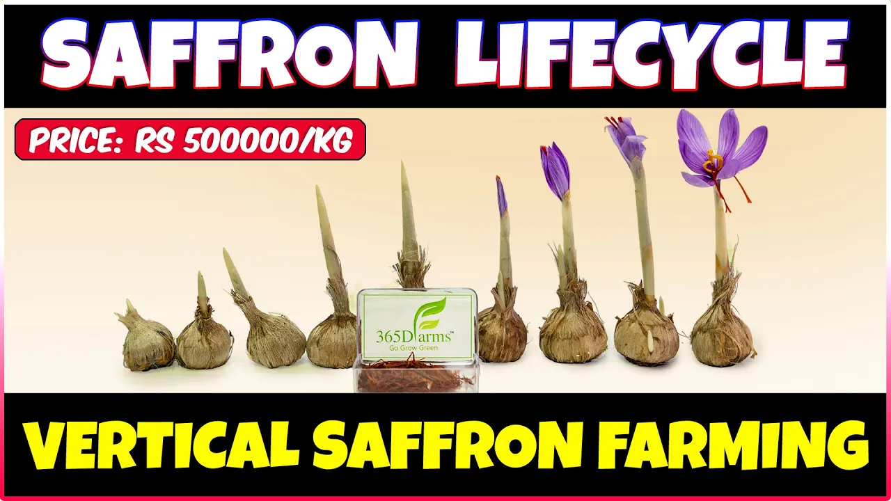 Saffron Lifecycle