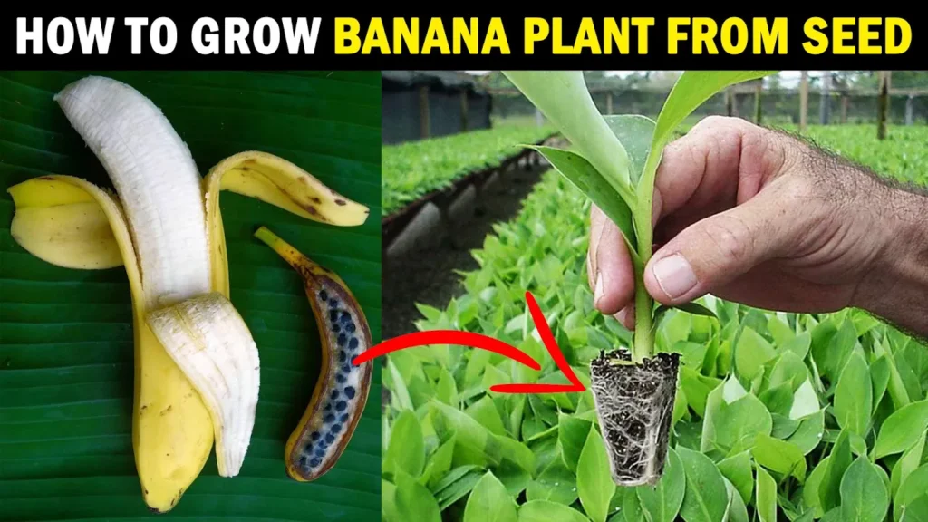 How to grow BANANA PLANT from SEED