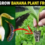 How to grow BANANA PLANT from SEED