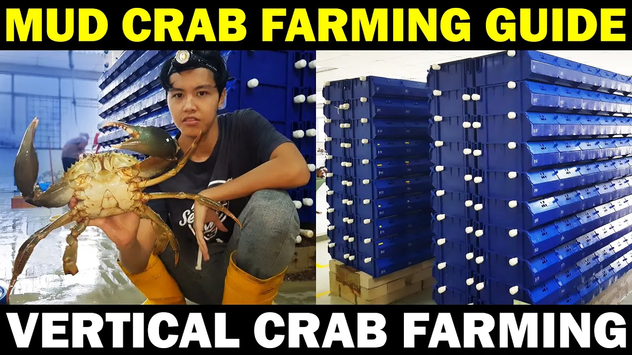 MUD CRAB FARMING | Vertical Crab Farming
