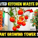 Integrated Kitchen Waste