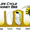 Honey Bee's Life