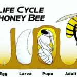 Honey Bee's Life