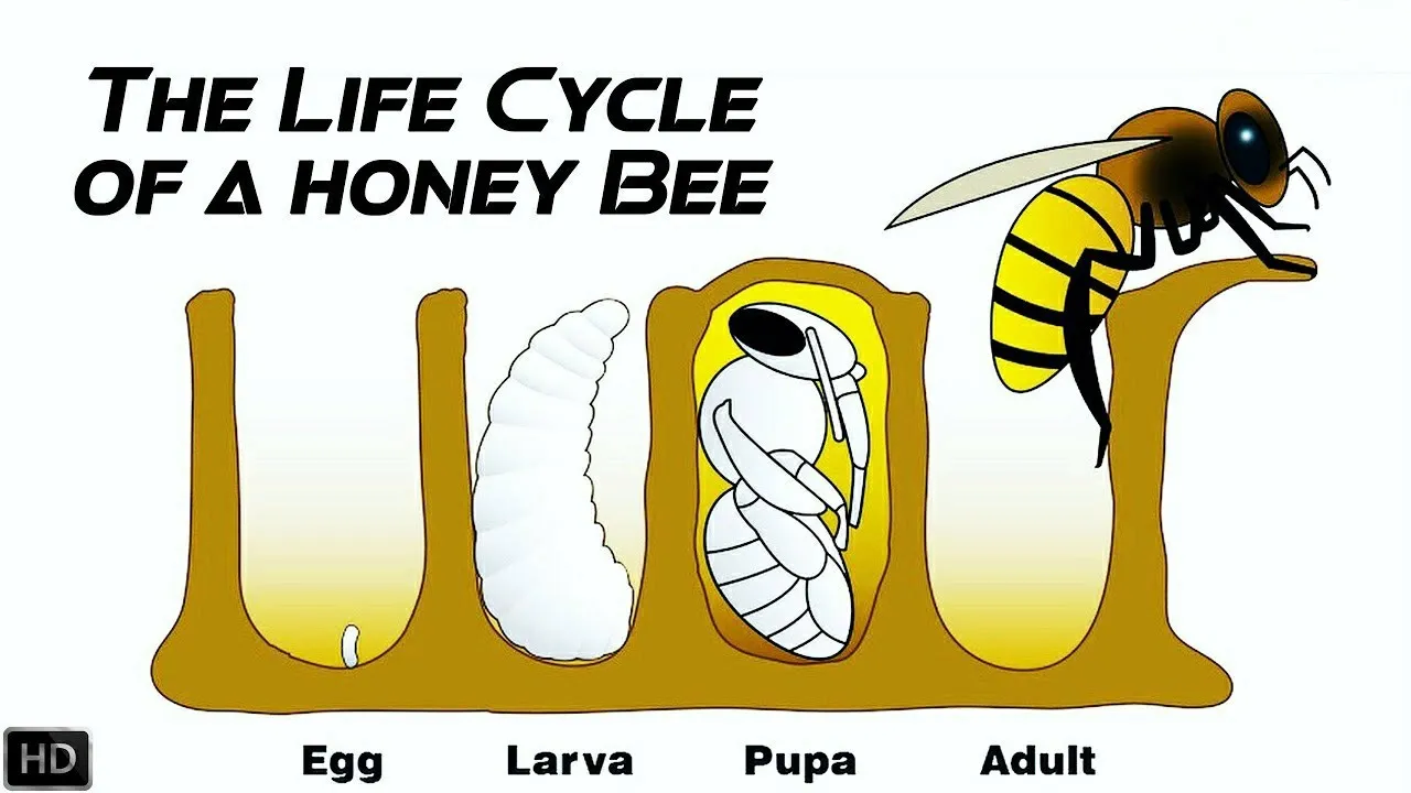 Honey Bee's Life