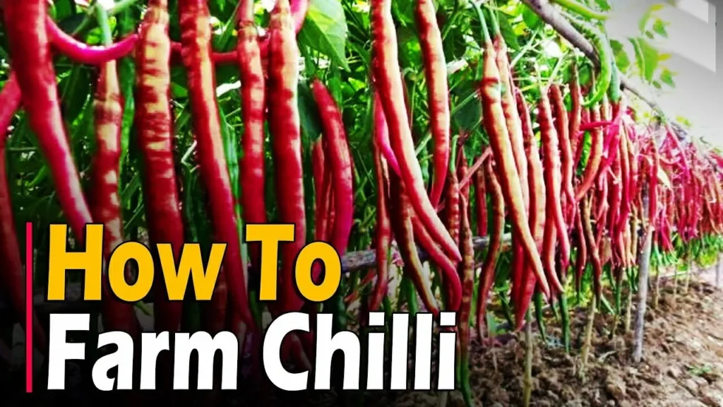 Chilli Farming