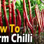 Chilli Farming