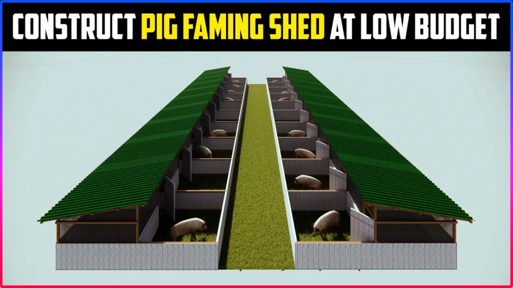 Pig Farming Shed
