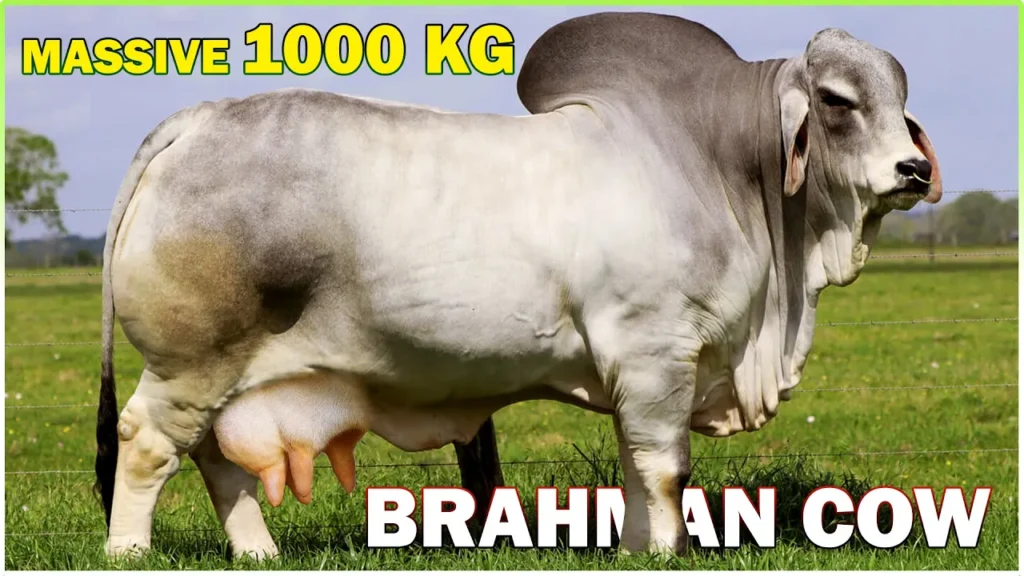 Brahman Cow