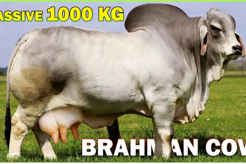 Massive 1000 KG Brahman Cow | Giant Brahman Cow | Big Brahman Cow
