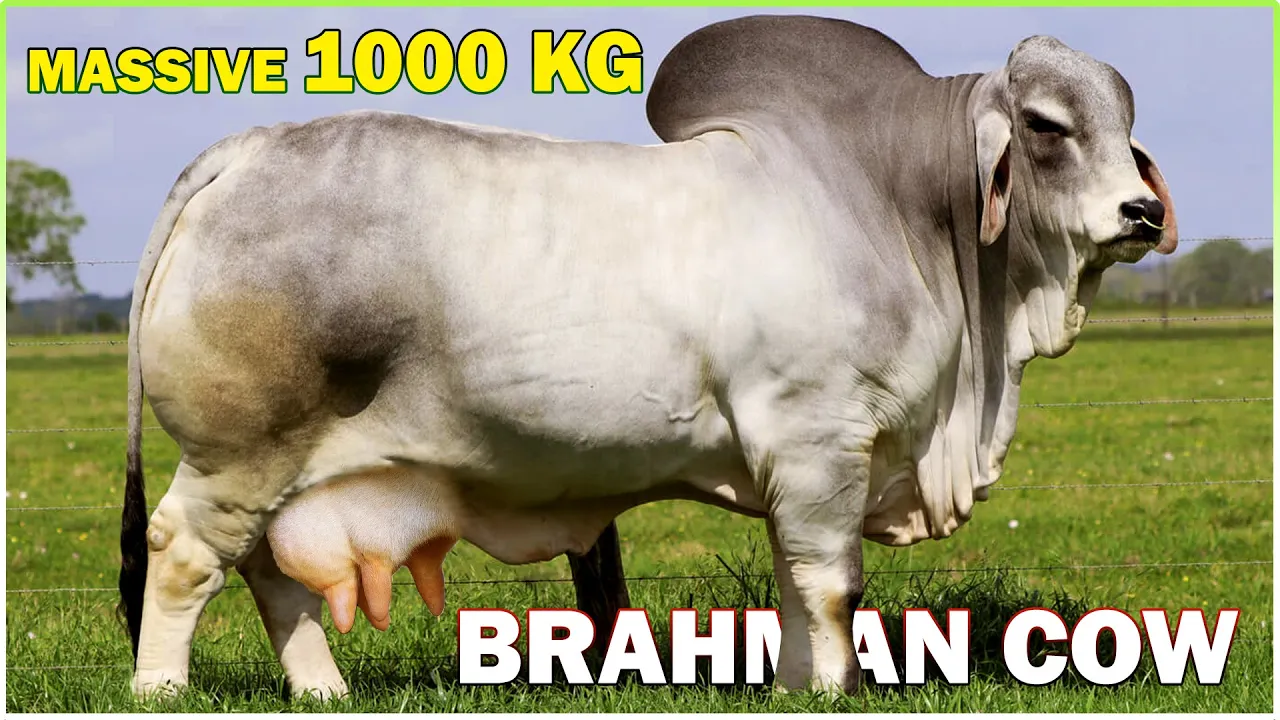 Brahman Cow