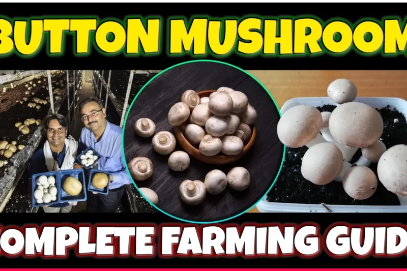 Button Mushroom farming | How to grow Button Mushroom at Home