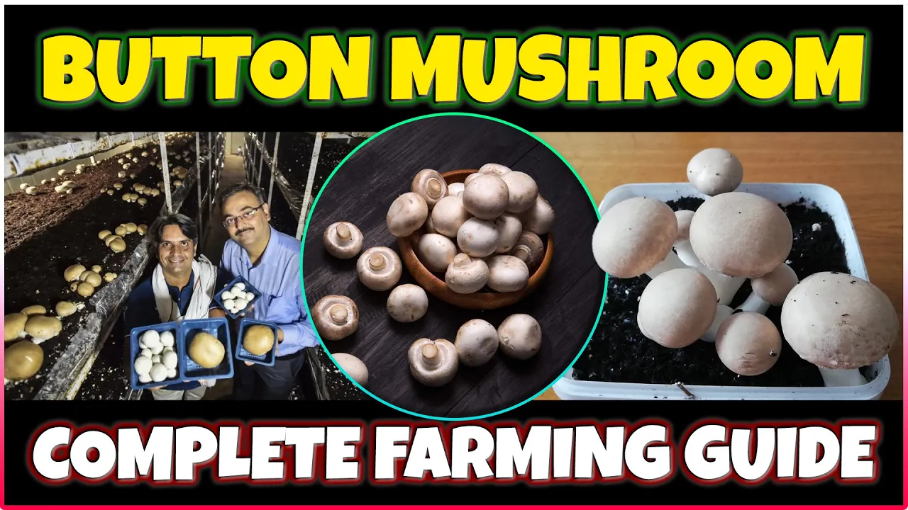 How to grow Button Mushroom at Home