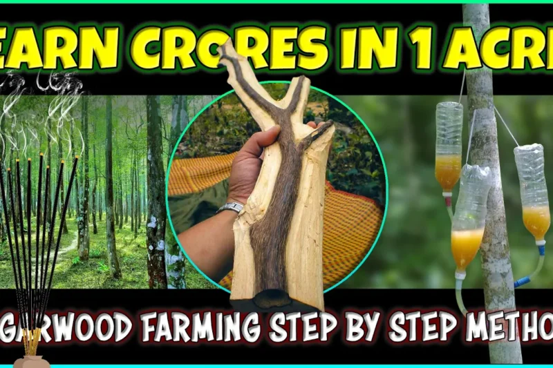 Agarwood Farming | Agarwood Inoculation Process and Agarwood incense Making Business