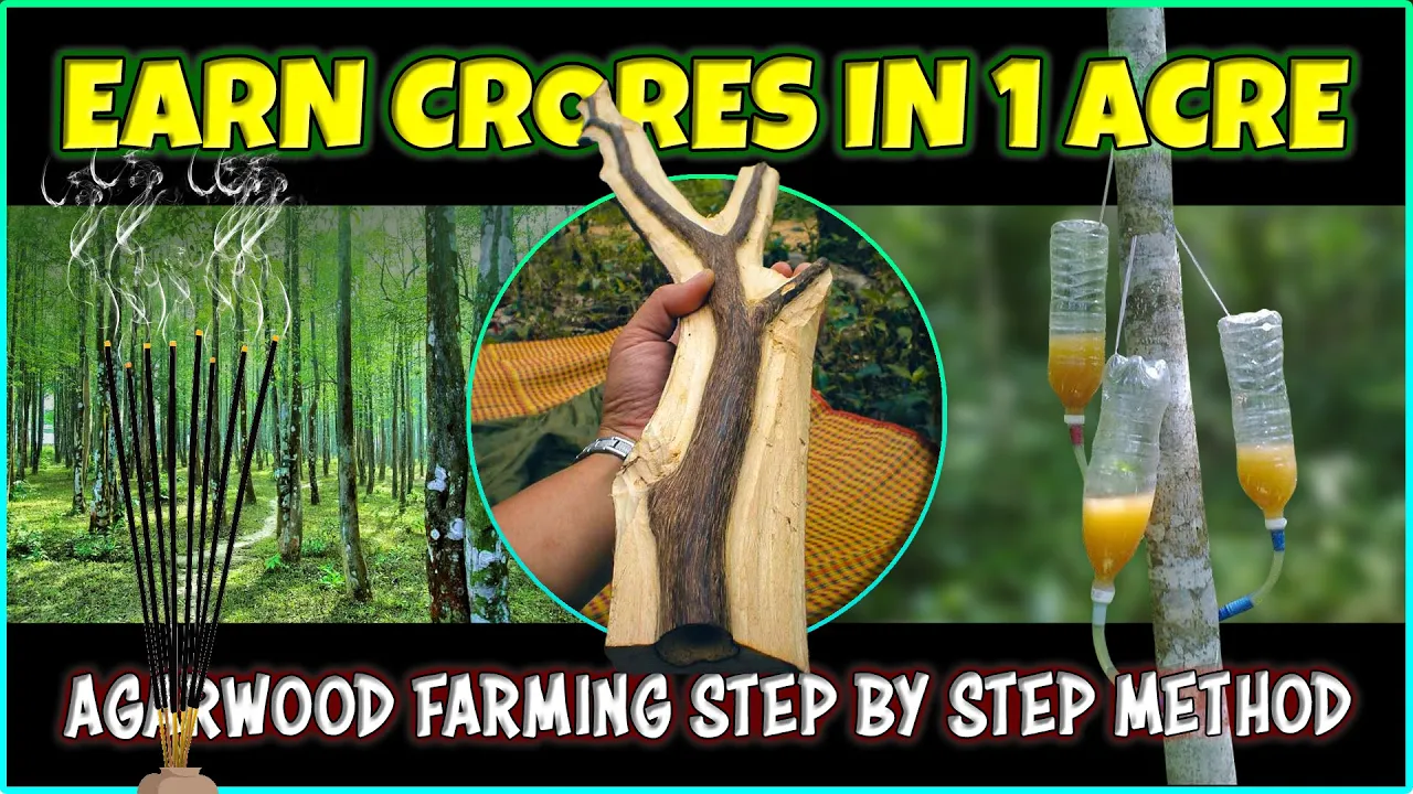 Agarwood Farming Business