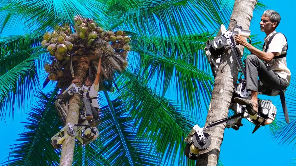 Coconut Tree Climber Bike