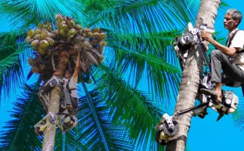 Coconut Tree Climber Bike