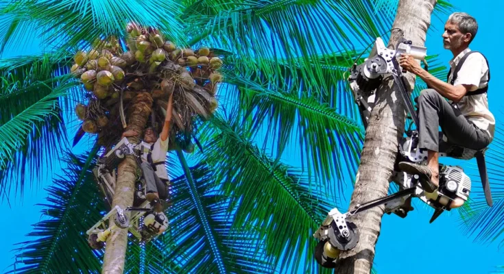 Coconut Tree Climber Bike
