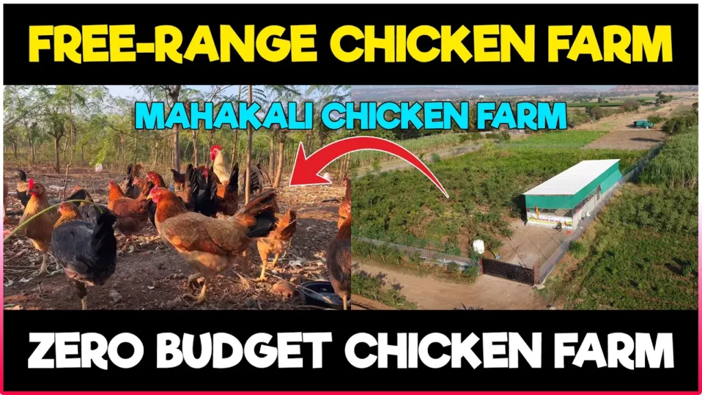 Free Range Chicken Farming