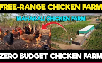 Free Range Chicken Farming