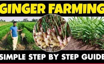 Ginger Cultivation - How to grow Ginger at Home