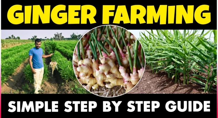 Ginger Cultivation - How to grow Ginger at Home