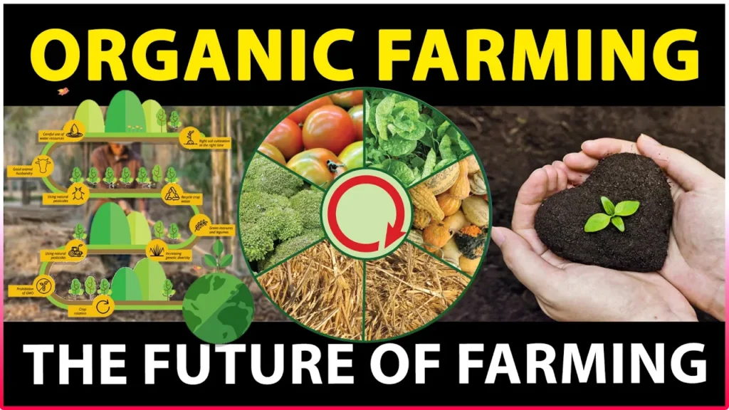 The Importance of Organic Farming