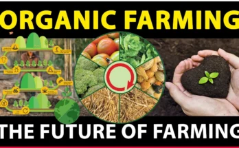 The Importance of Organic Farming