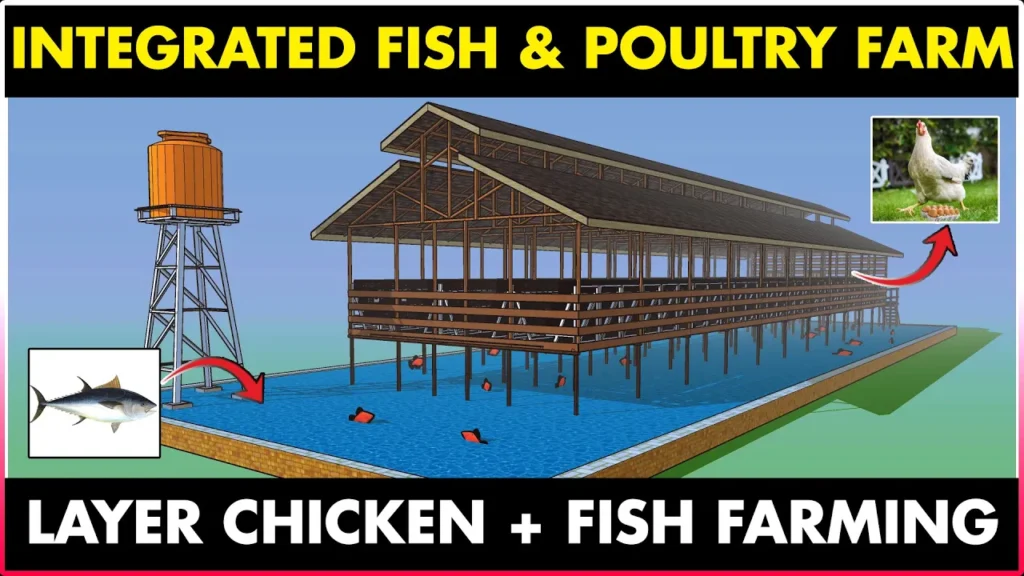 Integrated Fish and Chicken Farming