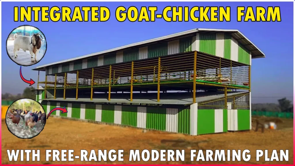 Integrated Goat and Poultry Farming Shed