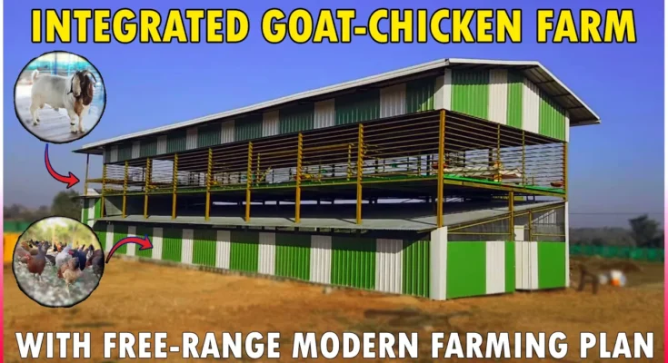 Integrated Goat and Poultry Farming Shed