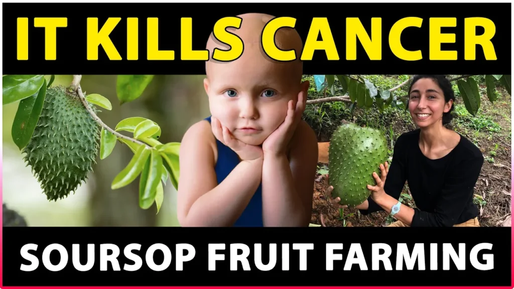 Soursop Fruit Farming