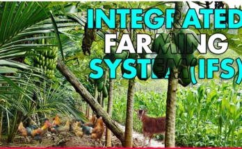 What is Integrated Farming System (IFS)