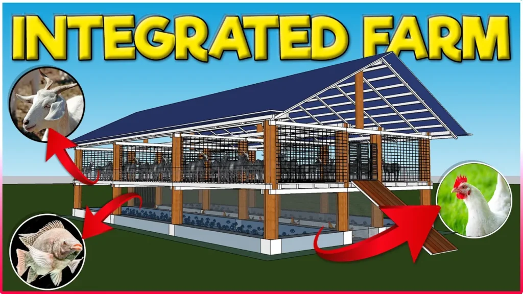 Integrated Goat, Chicken and Fish Farming
